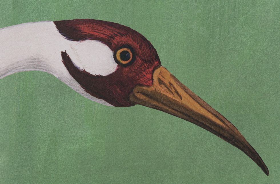 Bird, Beak, Piciformes, Hornbill, Woodpecker, Illustration, Crane-like bird, Ivory-billed woodpecker, Crane, Toucan, 