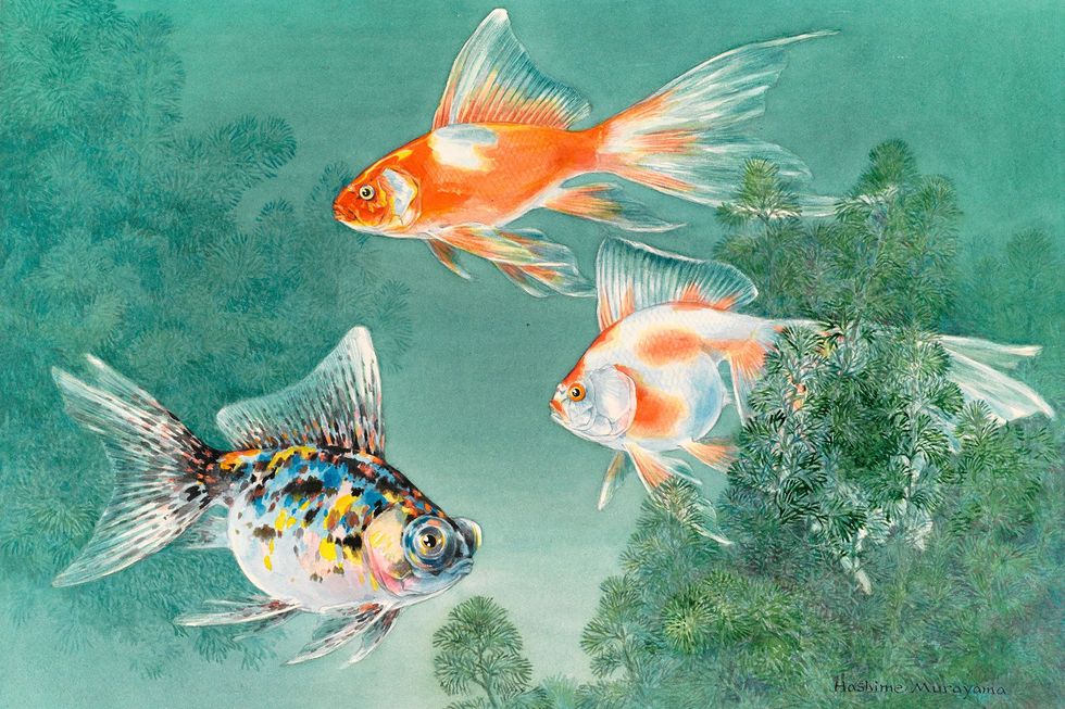 Deze illustratie toont drie soorten goudvissen die tussen waterplanten zwemmen