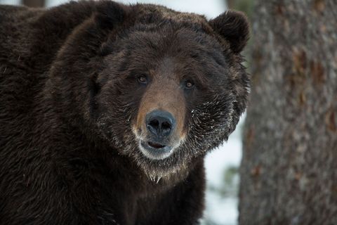 Grizzlys trekken liefhebbers van wilde dieren aan in Yellowstone