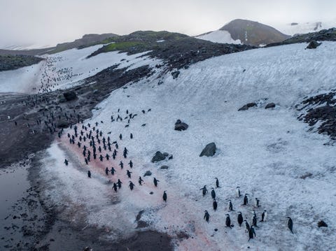 https://www.nationalgeographic.com/content/dam/science/2020/04/21/human-journey-steinmetz/09-human-journey-steinmetz.jpg Op Deception Island onderdeel van de South Shetland Islands voor de noordkust van het Antarctisch Schiereiland waggelen stormbandpinguns naar hun broedplaats in Baily Head de caldera van een actieve vulkaan In het broedseizoen pendelen de vogels elke dag naar zee om er op vis te jagen Onderweg kleuren ze de sneeuw met hun uitwerpselen roze omdat hun vogelpoep vol zit met verteerde garnaaltjes krill De omvang van deze kolonie is sterk geslonken omdat de krillpopulatie zich naar het zuiden heeft verplaatst