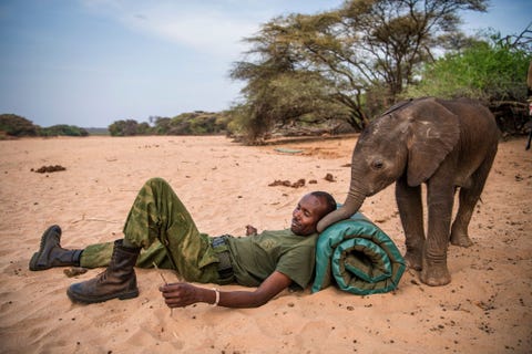 https://www.nationalgeographic.com/content/dam/photography/rights-exempt/most-moving-photos-2017/09-moving-2017-dispatches-vitale-elephants10.jpg Samburukrijgers vonden dit babyolifantje in een met de hand gegraven waterput Toen de kudde van het olifantje niet terugkeerde om haar weer mee te nemen brachten ze haar naar een opvangcentrum Ze kreeg de naam Kinya en werd liefdevol verzorgd door medewerkers als Rimland Lemojong Desondanks overleed ze enkele weken later