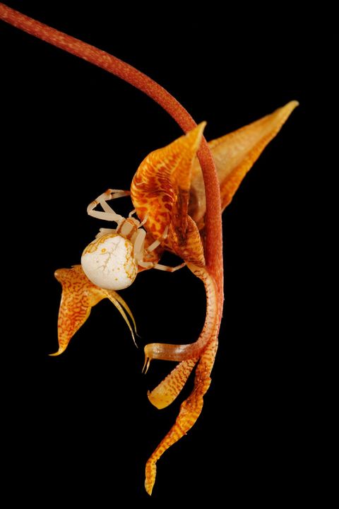 Een krabspin doet zich tegoed aan een Gongoraorchidee in Panama