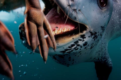 2006 Zeeluipaarden zijn snelle en behendige jagers Rond mensen zijn ze vooral nieuwsgierig zoals fotograaf Paul Nicklen in 2006 ontdekte toen een ruim drienhalf meter lang vrouwtje op hem afkwam in de zee bij Antarctica Ze liet het door haar gevangen pingunkuiken los en pakte in plaats daarvan de camera van Nicklen en een groot deel van zijn hoofd in haar bek