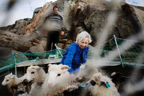 Schapenboer Arve Grden krijgt hulp van vrienden en familie om zijn schapen op te halen van verschillende kleine eilandjes De dieren gaan in de herfst naar de slacht Ze worden met een klein bootje naar Srbury overgebracht en gaan vanuit daar per veerboot naar het slachthuis