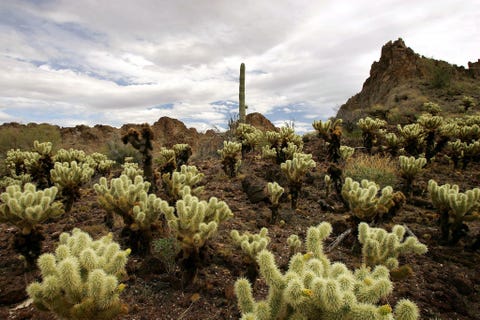 Sonorawoestijn Op 17 januari 2001 werd dit park in zuidelijk Arizona ingesteld door president Clinton Het beslaat 1970 vierkante kilometer aan woestijngebied met de hoogste biodiversiteit in NoordAmerika Het park omvat drie bergketens de Maricopa Mountains de Sand Tank Mountains en de Table Top Mountains en daarnaast de Booth and White Hills en bossen van de herkenbare reuzencactus saguaro
