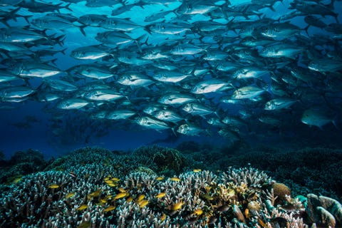 Scholen horsmakrelen trekken door de wateren boven het Tubbatahakoraalrif Enorme hoeveelheden zeelarven worden op oceaanstromingen naar de Suluzee meegevoerd waar ze de visstanden van de Filipijnen aanvullen