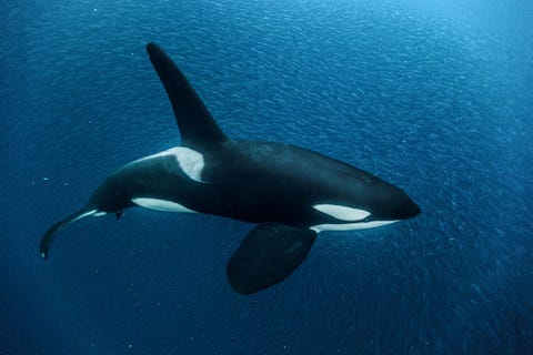 Intensely social creatures orcas hunt in pods family groups of up to 40 individuals The species can be found from the polar regions to the Equator