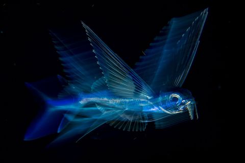 Nachtvlucht  een foto van een vliegende vis voor de kust van Palm Beach in Florida van Michael Patrick ONeill  won de eerste prijs in de categorie Onderwater Overdag kunnen deze vissen pijlsnel aan gevaren ontsnappen maar s nachts zwemmen ze langzamer en voeden zich met plankton wat ONeill de kans gaf om dichterbij te komen