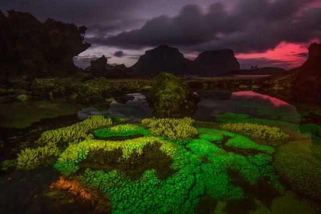 de koralen bij lord howe eiland in mei 2024