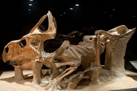 https://www.nationalgeographic.com/content/dam/science/2018/09/21/dino_gallery/09_dino_gallery_d54a7m.jpg Protoceratops andrewsi een vroege voorouder van de gehoornde dinosaurir triceratops is hier te zien in de bank CosmoCaixa Barcelona als onderdeel van een tentoonstelling over dinosaurirs uit het Mongoolse deel van de Gobiwoestijn De protoceratops was ongeveer zo groot als een schaap en diende als belangrijk prooidier voor de Velociraptor mongoliensis die niet veel groter was dan een moderne kalkoen De beide opmerkelijke fossielen zijn af en toe tezamen in gevechtshouding gevonden