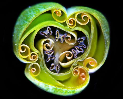 Is dit wonderbaarlijke groene houtsnijwerk soms een prop uit de film The Dark Crystal Nee het is een doorsnede van een tulpenbol vastgelegd door de Oekraense fotograaf Andrej Savitsky