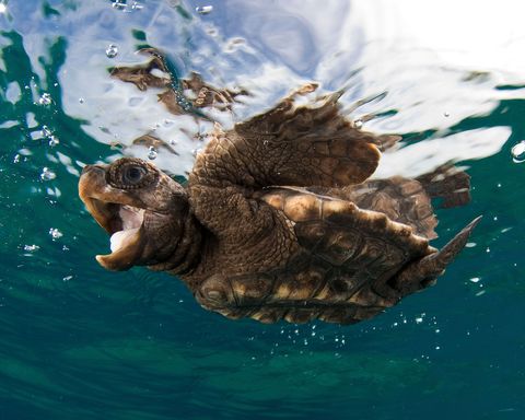 Een jonge onechte karetschildpad zwemt dicht onder het wateroppervlak