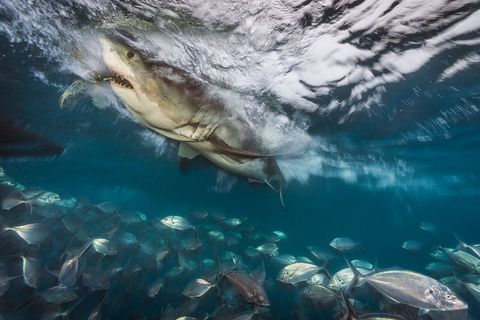 Een witte haai is op jacht voor de kust van de Australische Neptune Islands