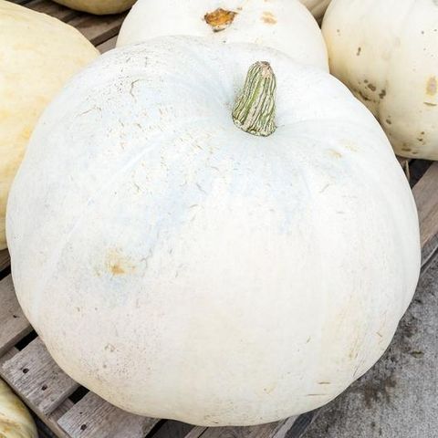 types of pumpkin like the caspar variety