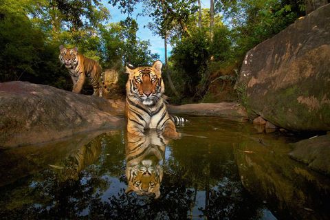 Een tijgerin van 14 maanden dipt haar pootjes in de drinkpoel van Patpara Nala in het Bandhavgarh National Park in India