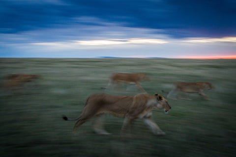 Leeuwen gaan op rooftocht in het Serengeti National Park