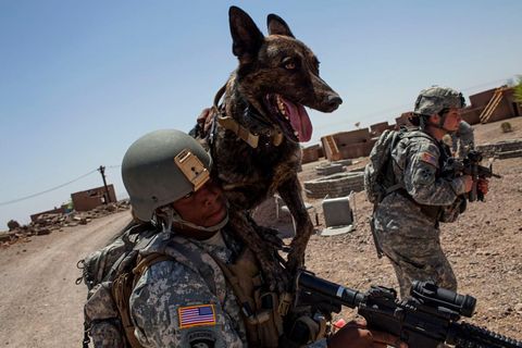 Wachtmeester Marjaliisa Nisser traint samen met haar hond Dino op het militaire oefenterrein van Yuma