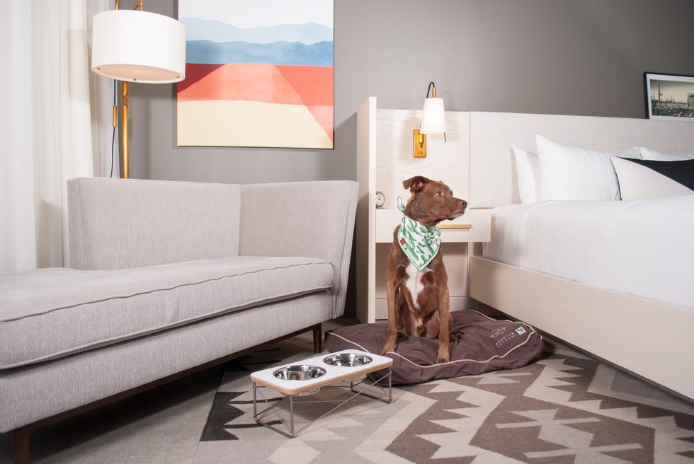 A dog relaxing in a modern hotel room with a stylish design. A dog relaxing in a modern hotel room with a stylish design.