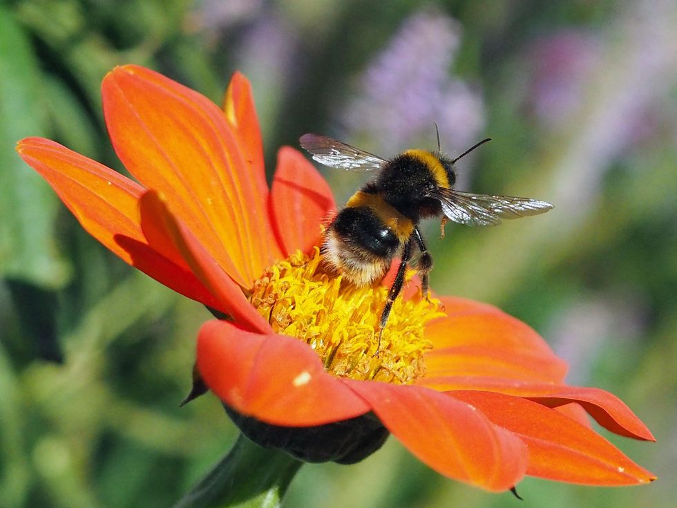 bumblebee conservation trust
