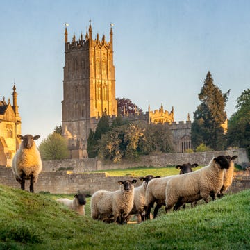 historic tower in the background with sheep in the foreground