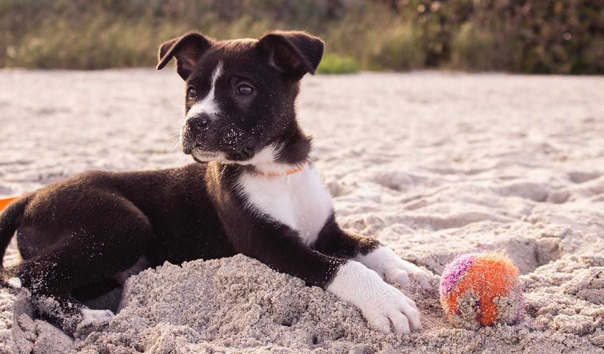 Cuccioli più felici grazie ai masticativi per cani - Oltre il Fatto