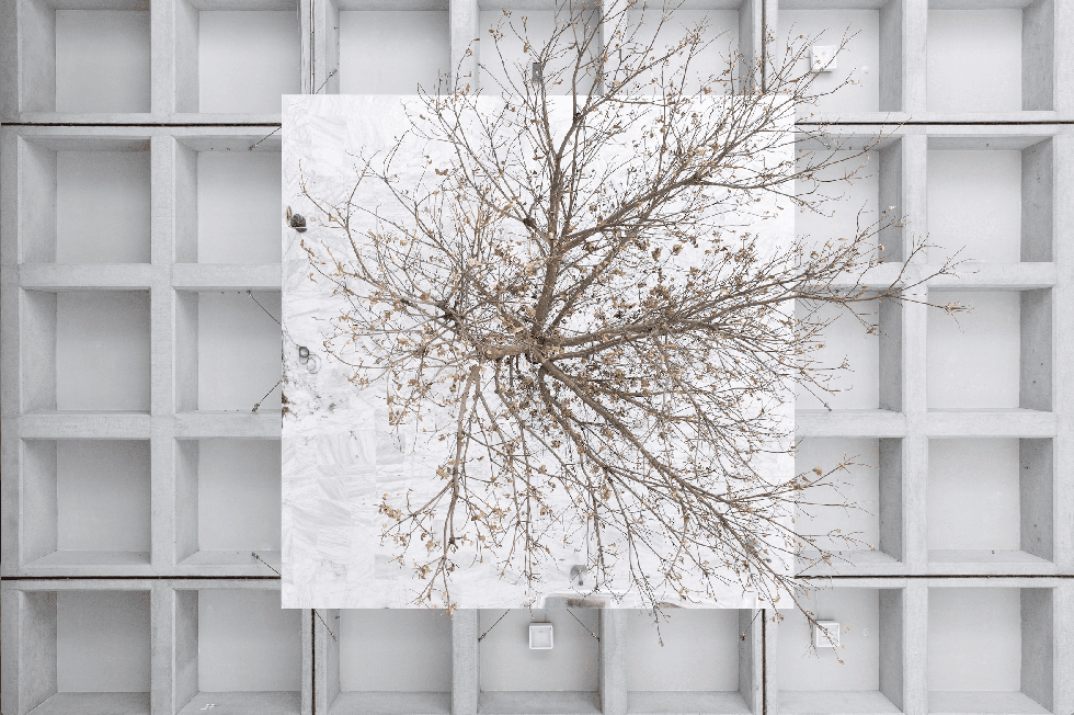 White, Branch, Tree, Twig, Wall, Window, Architecture, Line, Room, Woody plant, 