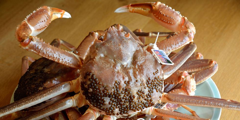 Crab, Rock crab, Cancridae, Freshwater crab, Dungeness crab, King crab, Horsehair crab, Decapoda, Seafood, Crustacean, 