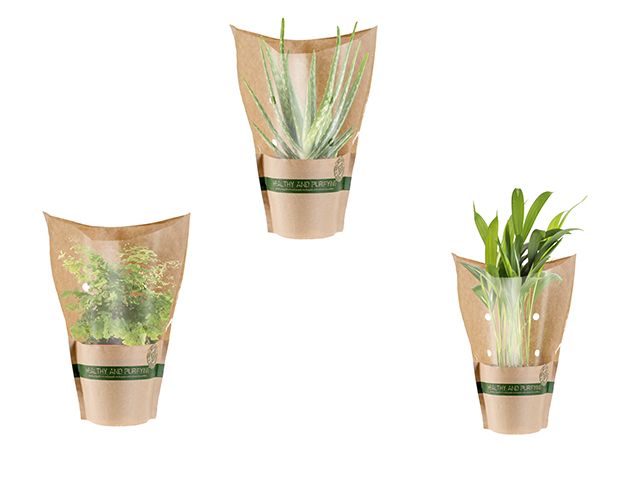 Flowerpot, Houseplant, Botany, Plant, Flower, Bamboo, Beige, Vase, Herb, 