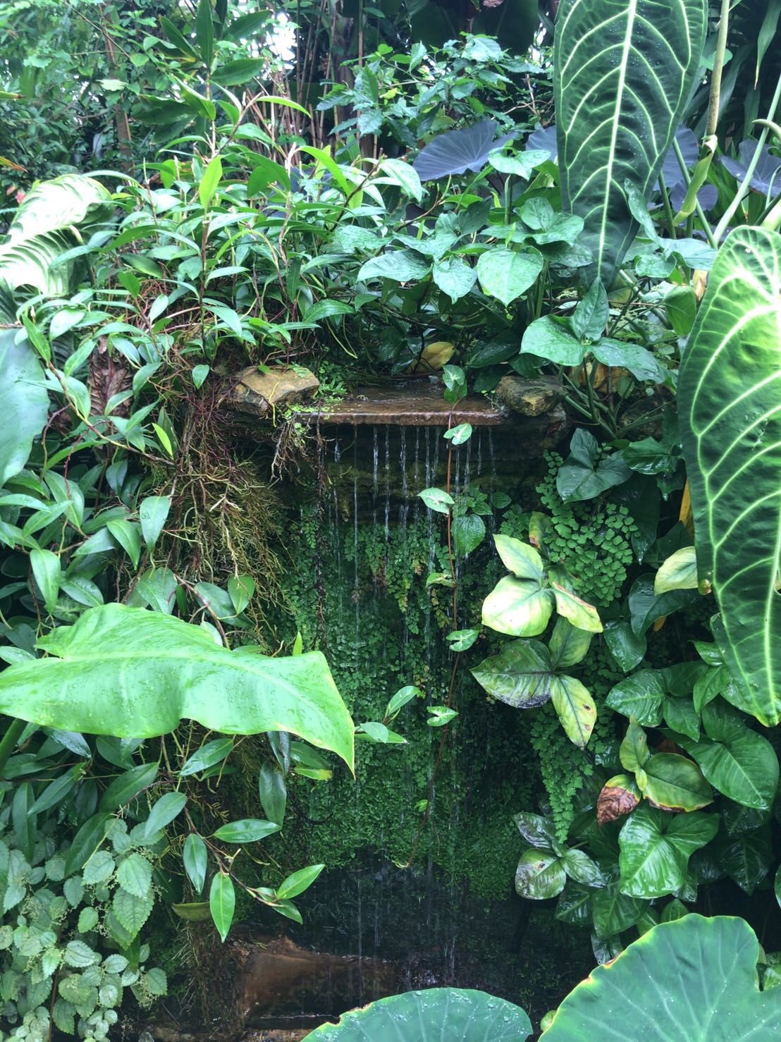 MONTHLY GREEN】夜になると“眠る”植物!? エバーフレッシュ