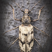 a neocerambyx gigas longhorn beetle