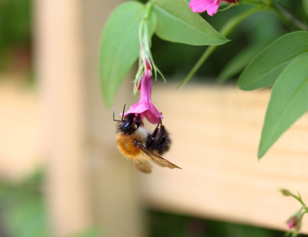 new 3d app will bring these 8 bumblebee species to life in your home