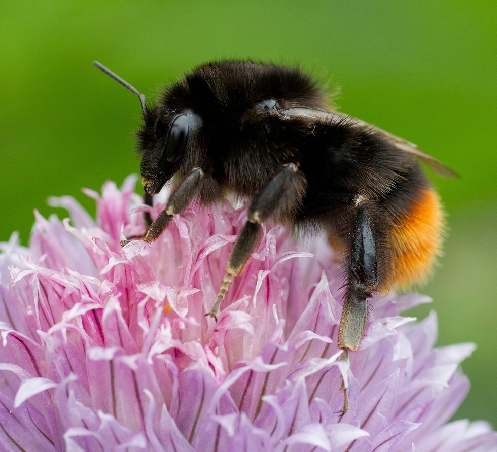 bumblebee conservation trust