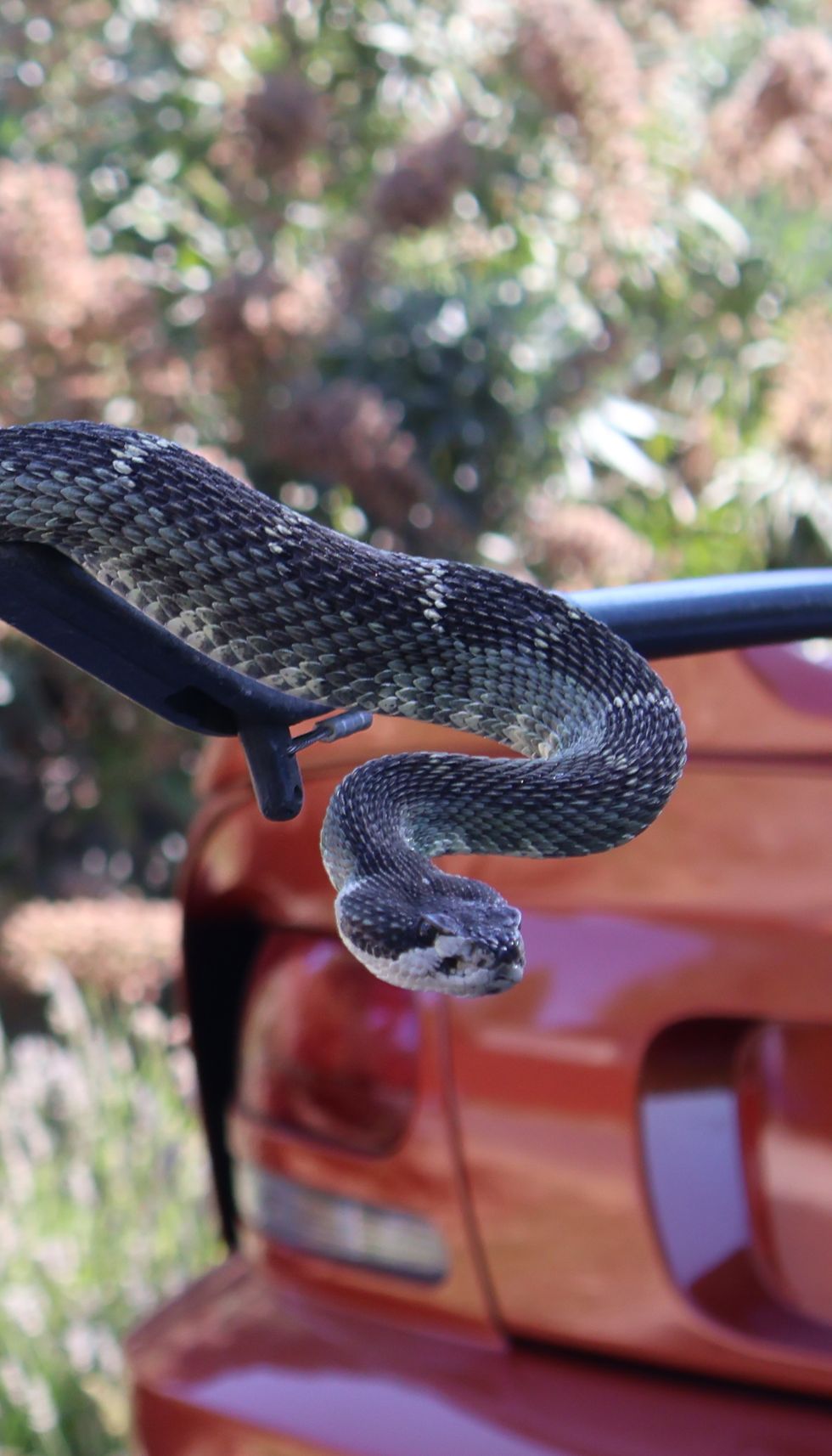 len ramirez snake wrangler dodge viper copperhead