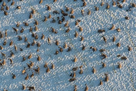De Porcupinekudde telt zon 180000 NoordAmerikaanse kariboes die elk jaar vele duizenden kilometers naar hun kalfgronden op de kustvlakten van Alaska trekken Deze gebieden worden bedreigd door mogelijke olie en gasboringen