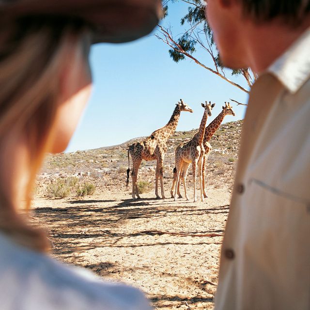 a couple of people looking at giraffes