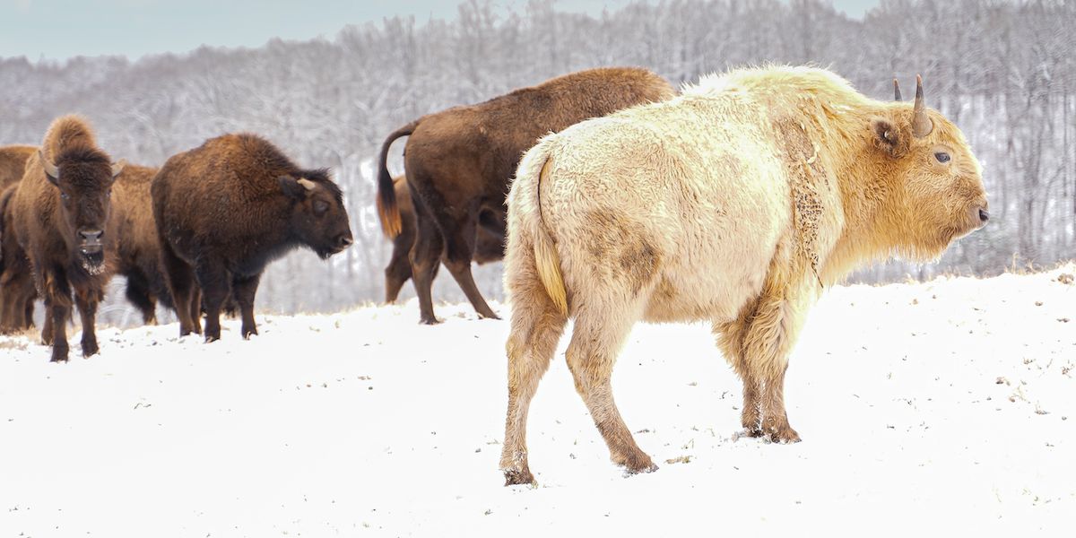 Un bison blanc en hiver
