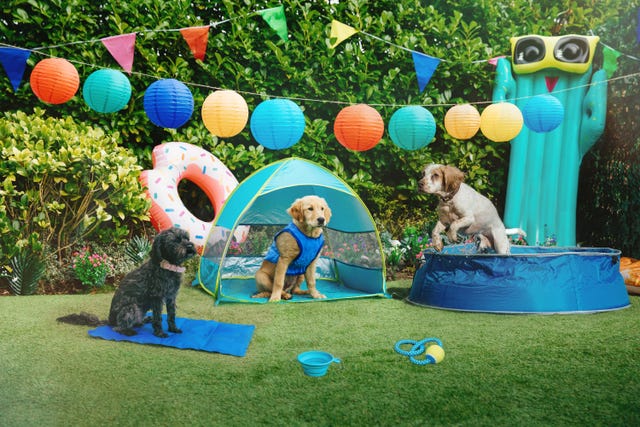 pets at home summer dogs