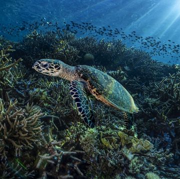 プラダ　ナショナル ジオグラフィック クリエイティブワークス　prada re nylon　海洋リテラシー　海　水界生態系