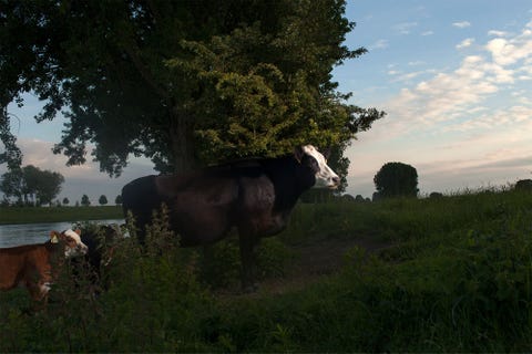 Groninger blaarkoppen van boerderij Schaapsheuvel grazen in de uiterwaarden van de IJssel bij Rheden Dit eeuwenoude ras kan bijna het hele jaar buiten blijven en hoeft amper te worden bijgevoerd  belangrijk bij verduurzaming van de landbouw
