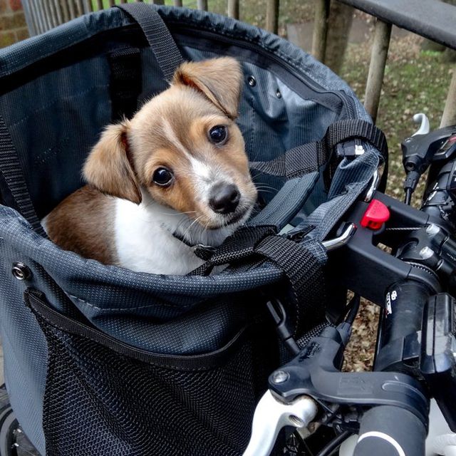 Bike Basket Puppy