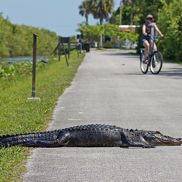 bicycle alligator