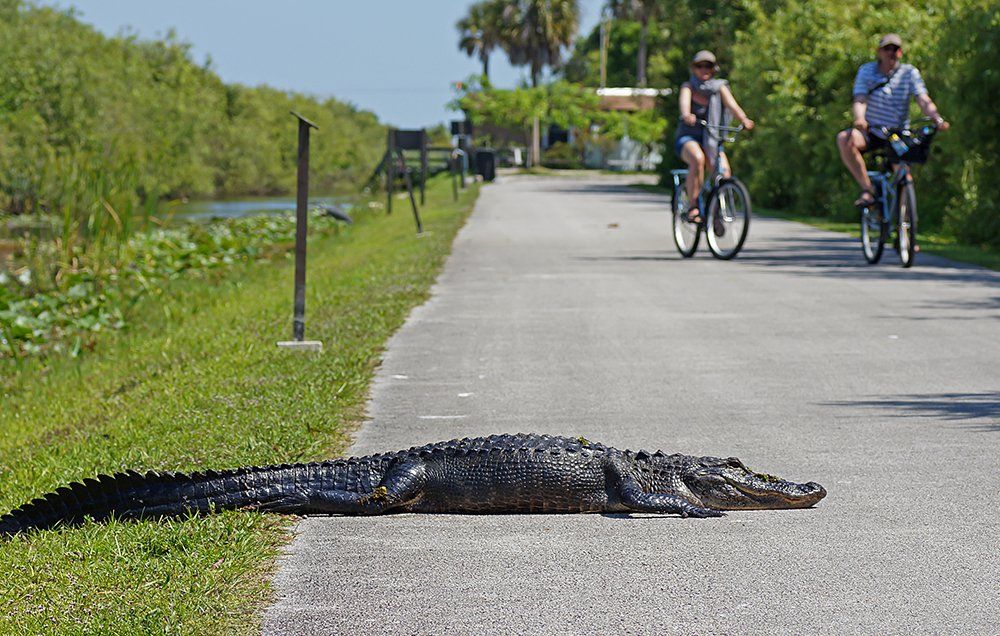 bicycle alligator