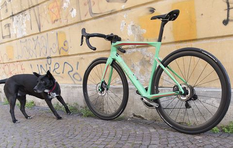 Even dogs be like, "A green BMC?"