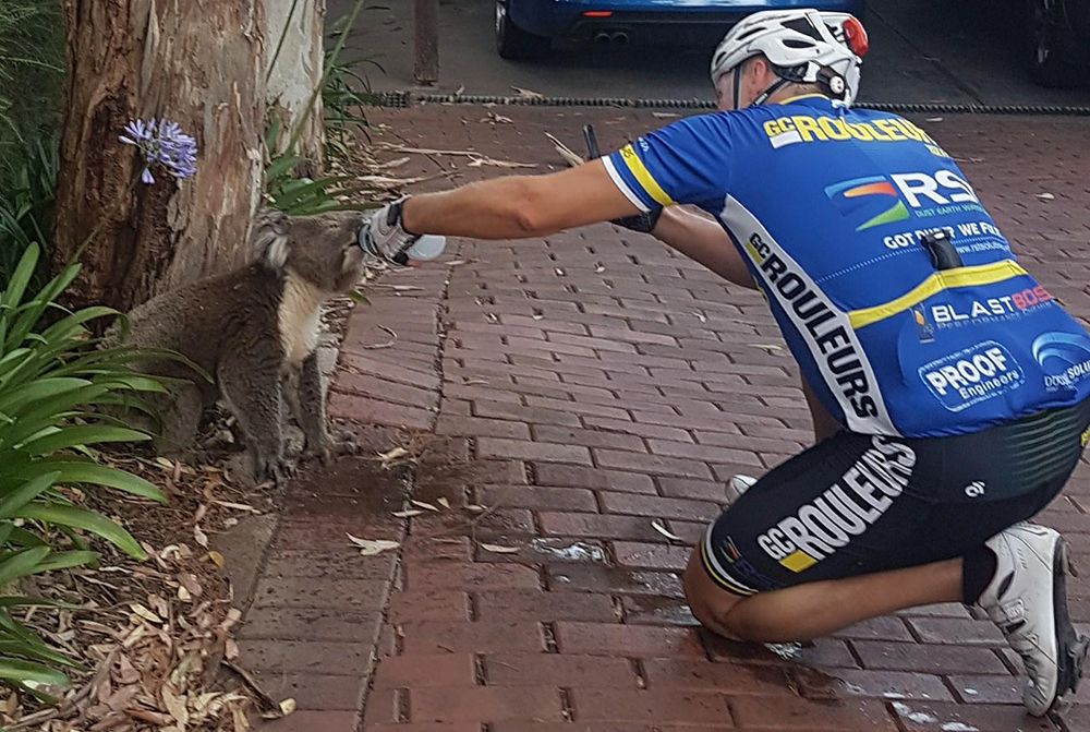 Cyclist Koala Water Bottle