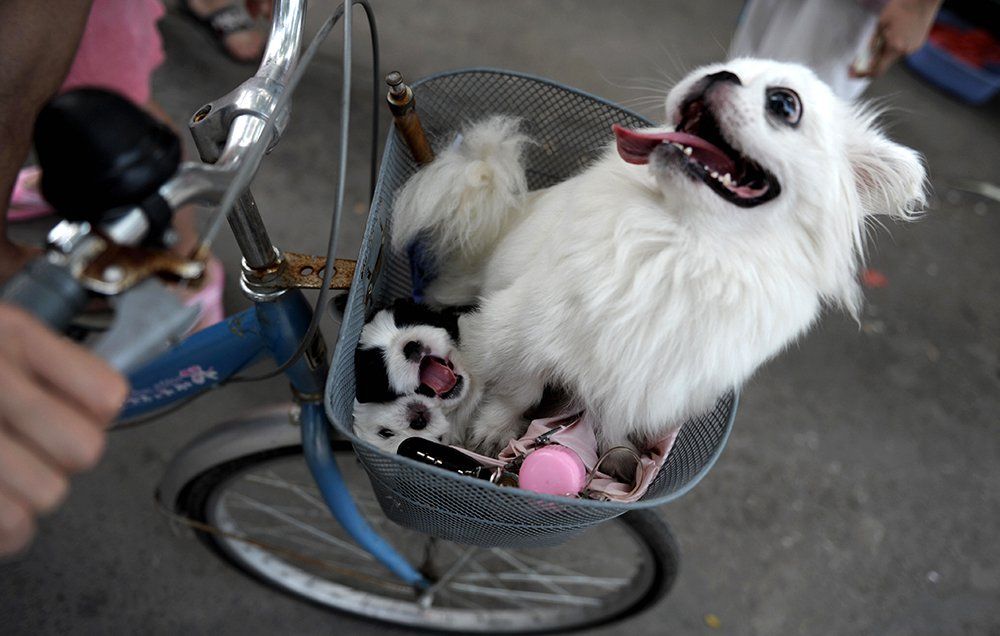 dog in bike basket.