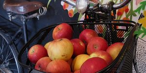 apples in bicycle basket
