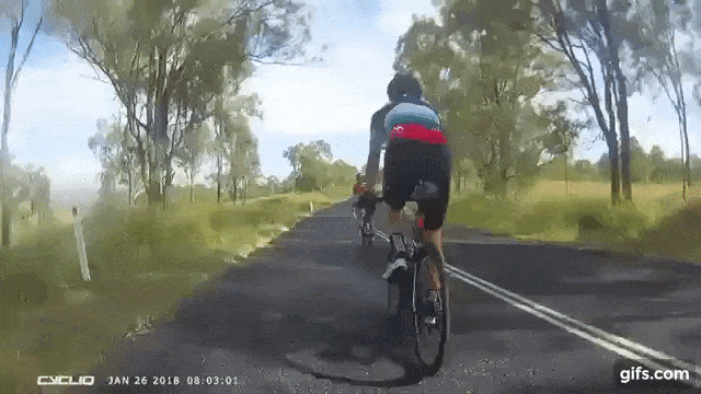 Kangaroo Attacks Cyclist 