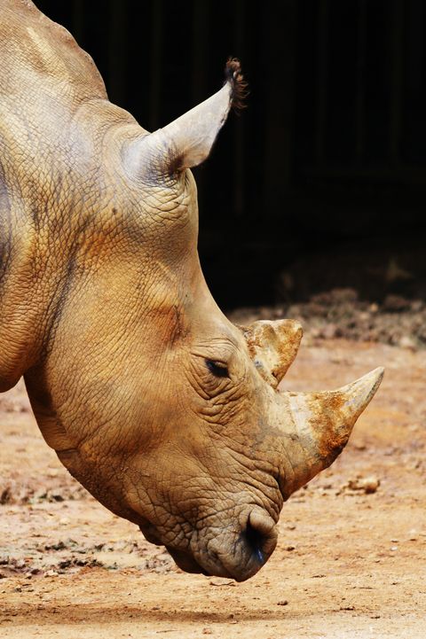 Rhinoceros, Vertebrate, Mammal, Horn, White rhinoceros, Black rhinoceros, Wildlife, Terrestrial animal, Zoo, Snout, 