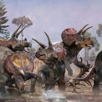 illustratie van triceratops in een kudde