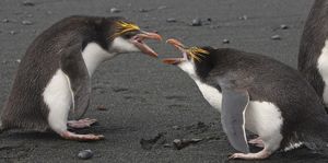 akelige pinguins